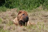 SHAR-PEI 838